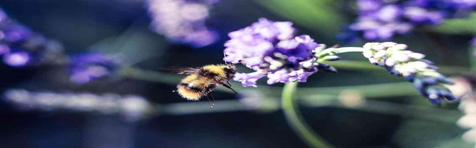 拉斯维加斯游戏